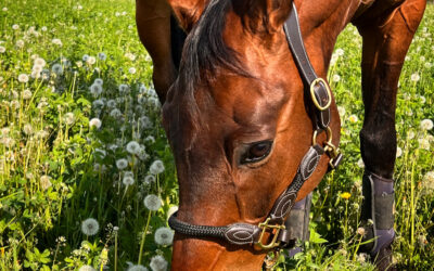 Futtermittelberatung Pferd